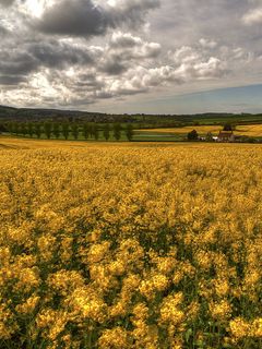 field grass flowers sky 97589 240x320