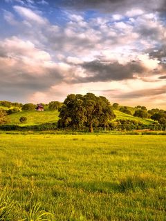 plain greens sun mountains trees grass 326 240x320