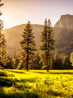 green-grass-field-trees-gv-240x320