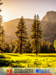 green-grass-field-trees-gv-240x320