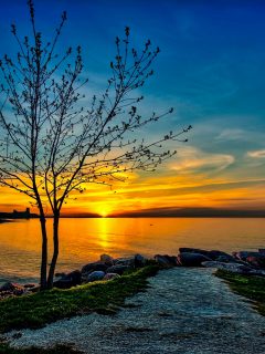 tree-sunset-orange-blue-sky-clouds-lake-4k-wallpaper-240x320