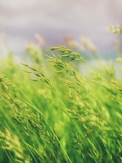 grass-field-240x320